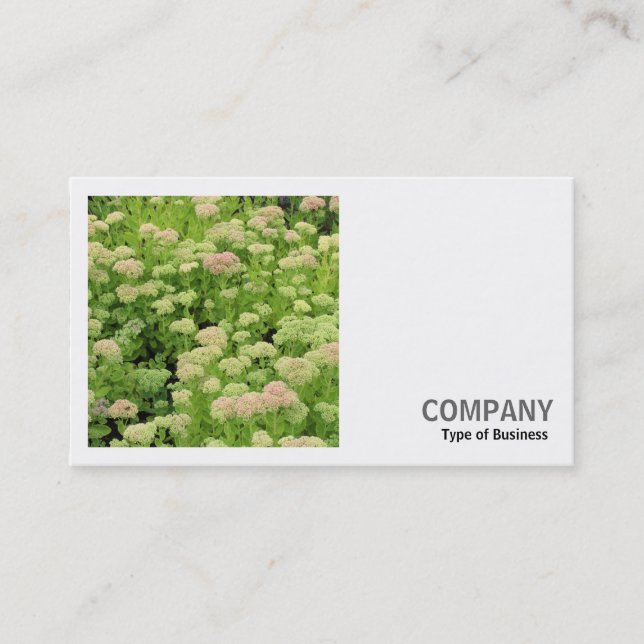 Square Photo (v2) - Sedum (Autumn Joy) Business Card (Front)