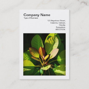 Square Photo (v3) - Colourful Sunlit Leaves Business Card