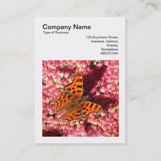 Square Photo (v3) - Comma Butterfly on Sedum Business Card (Front)