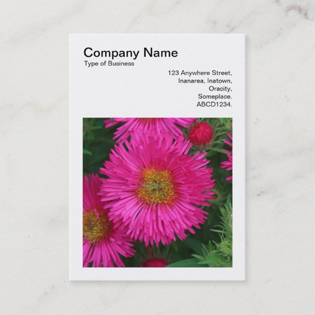 Square Photo (v3) - Michaelmas Daisies 03 Business Card (Front)