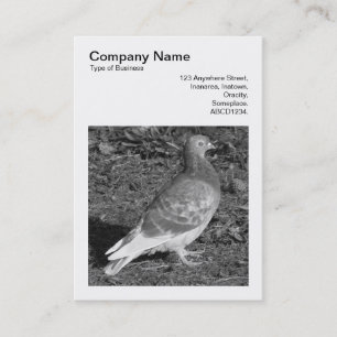 Square Photo (v3) - Pigeon BW Business Card