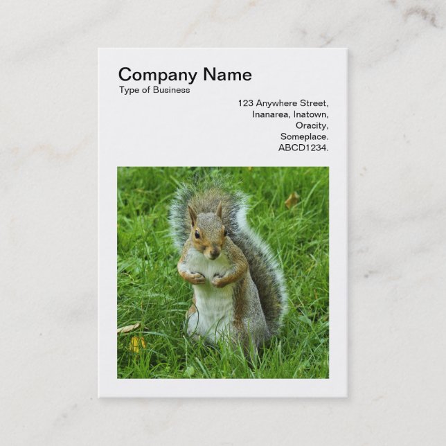 Square Photo (v3) - Startled Grey Squirrel Business Card (Front)
