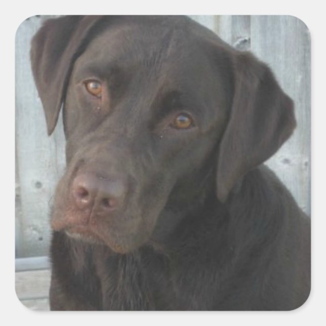 Square Stickers - Chocolate Lab (Front)