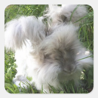 Square Stickers - English Angora Rabbit "Bradley"