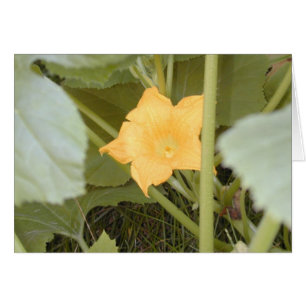 Squash Blossom card
