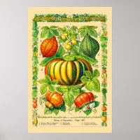 Squash Varieties Retro Victorian Era Botanical Art