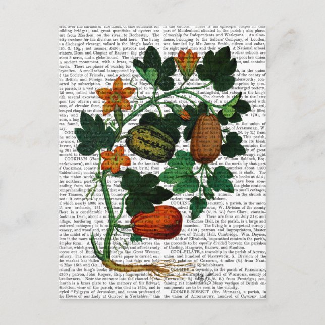 Squash Vine 1 Postcard (Front)