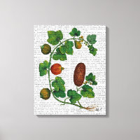 Squash Vine 3