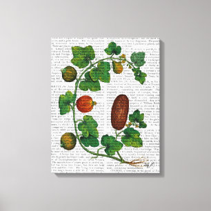 Squash Vine 3 Canvas Print