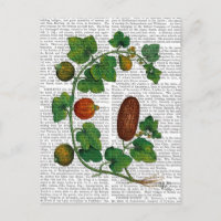Squash Vine 3