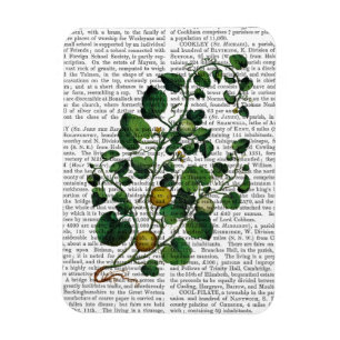 Squash Vine 4 Magnet