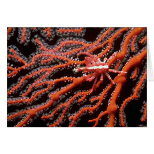 Squat lobster crawling across a sea fan