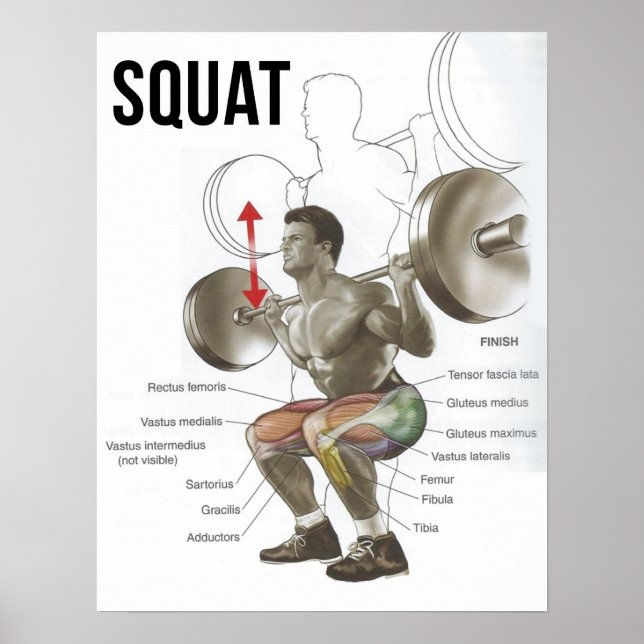 Squat - Muscle Diagram - Anatomy Chart (Front)