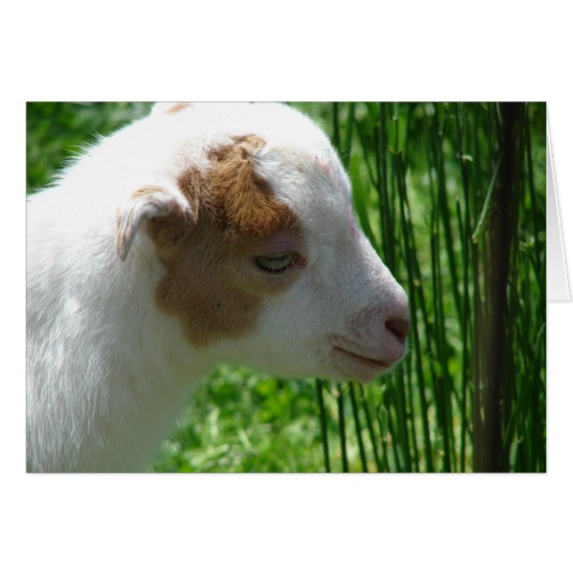 Squeak (Devant horizontal)