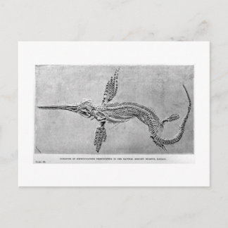 Squelette de l'art Ichthyosaurus carte postale