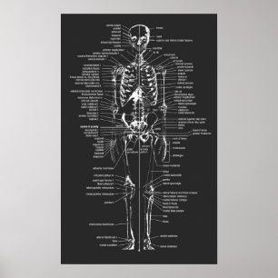 squelette gris de style de tableau