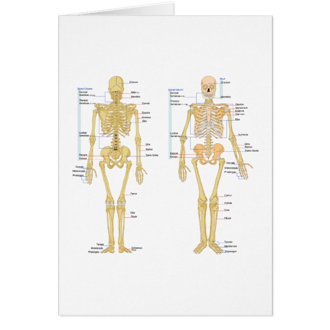 Squelette humain marqué diagramme d'anatomie (Devant)