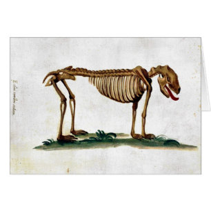 Squelette vintage de chien
