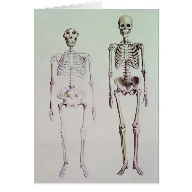 Squelettes des australopithèques Boisei (Devant)