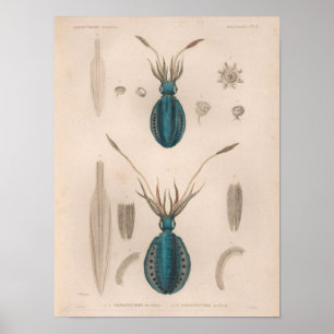 Squid Blue Vintage Sea Creatures Art Print