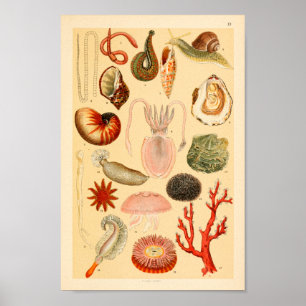 Squid Jellyfish Sea Life Collection Art Print