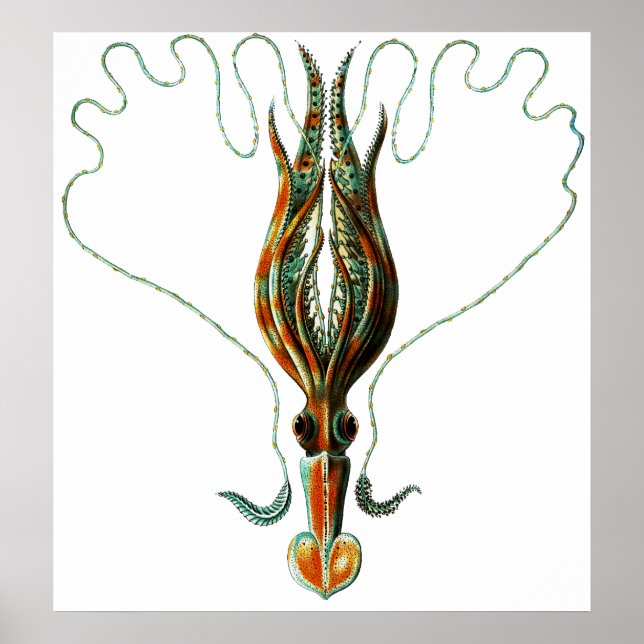 Squid, Long Armed Stylized Poster (Front)