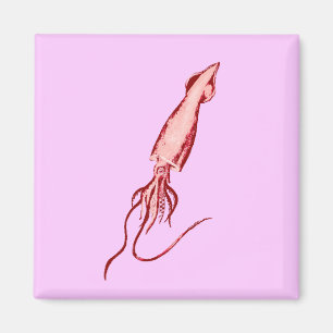 squid magnet