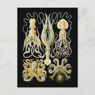 Squid & Octopus Postcard