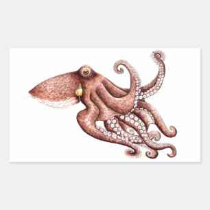 Squid - Octopus vulgaris Sticker
