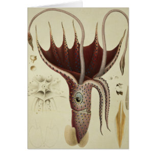 Squid, Pl.2 from 'Histoire Naturelle