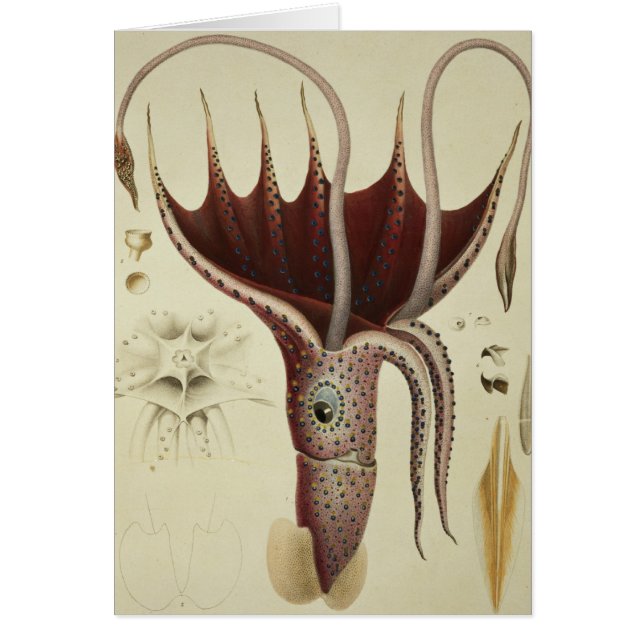 Squid, Pl.2 from 'Histoire Naturelle (Front)