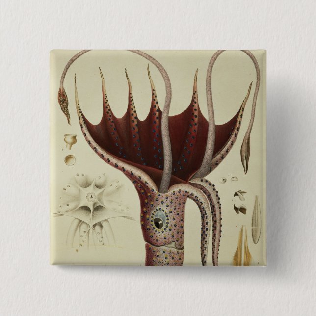 Squid, Pl.2 from 'Histoire Naturelle 2 Inch Square Button (Front)