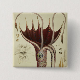Squid, Pl.2 from 'Histoire Naturelle 2 Inch Square Button