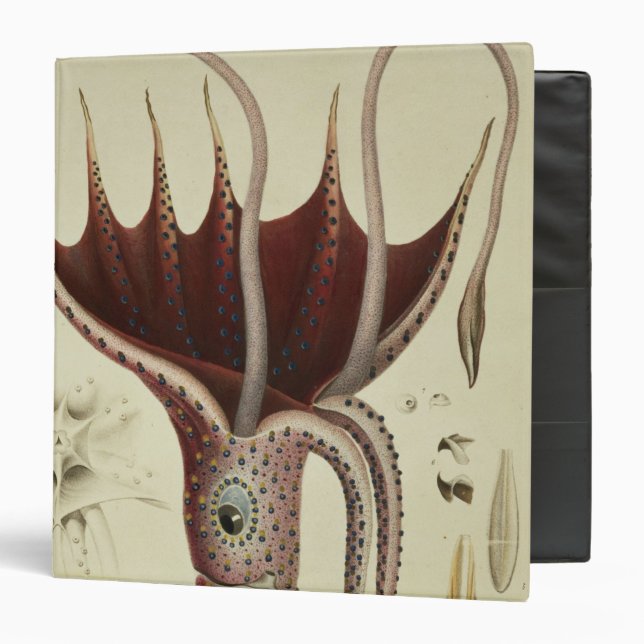 Squid, Pl.2 from 'Histoire Naturelle Binder (Front/Inside)
