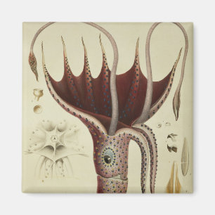 Squid, Pl.2 from 'Histoire Naturelle Magnet