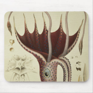 Squid, Pl.2 from 'Histoire Naturelle Mouse Pad