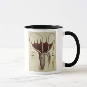 Squid, Pl.2 from 'Histoire Naturelle Mug