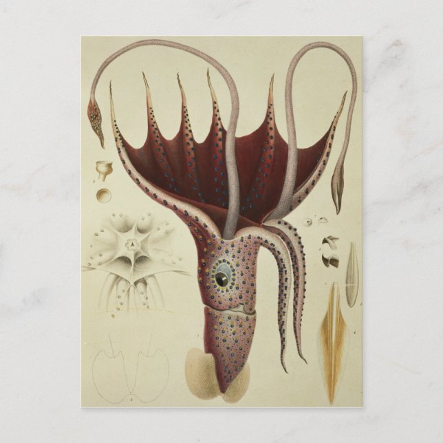 Squid, Pl.2 from 'Histoire Naturelle Postcard (Front)