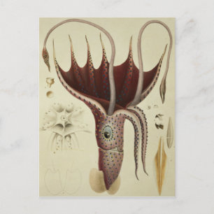 Squid, Pl.2 from 'Histoire Naturelle Postcard