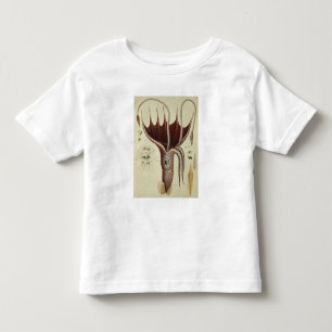 Squid, Pl.2 from 'Histoire Naturelle Toddler T-shirt