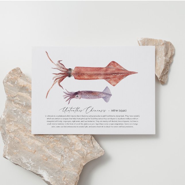 Squid Postcard (Creator Uploaded)