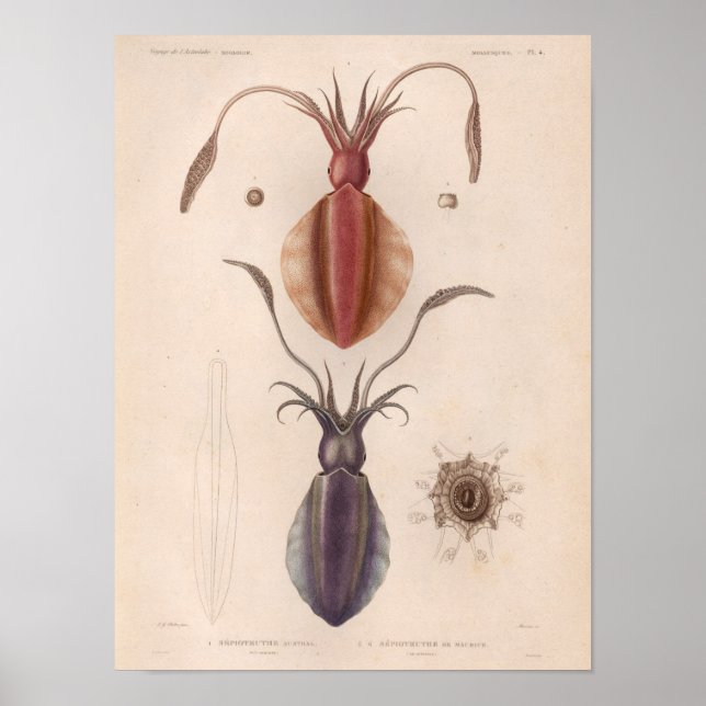 Squid Red Purple Vintage Sea Creatures Art Print (Front)