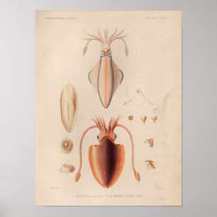 Squid Red Vintage Sea Creatures Art Print