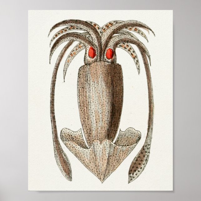 Squid Vintage Cephalopod Sea Creatures Art Print (Front)