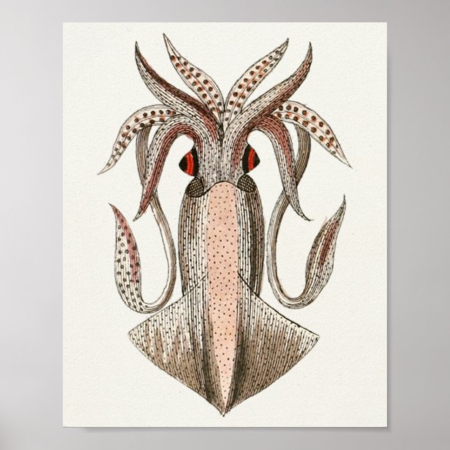 Squid Vintage Cephalopod Sea Creatures Art Print (Front)