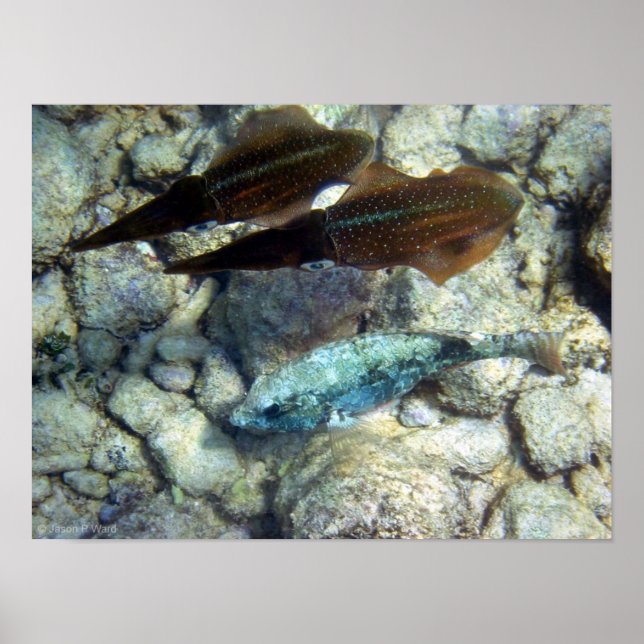 Squid Wannabe Poster (Front)