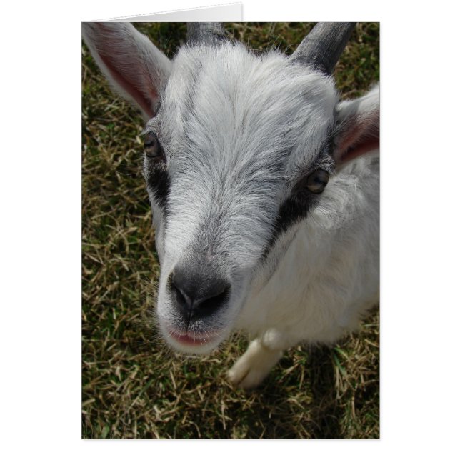 Squiggles Alpine Billy Kid (Devant)