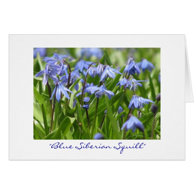 "Squill Sibérien Bleu" (Devant Horizontal)