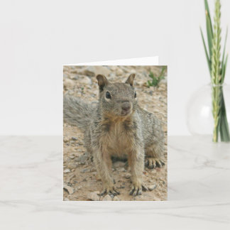 squirel card