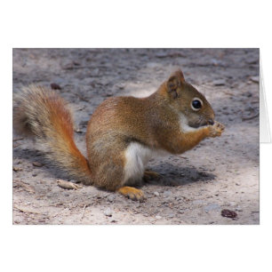 Squirrel